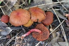 Cortinarius kula