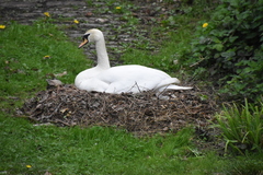 Cygnus olor