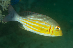 Lethrinus ornatus
