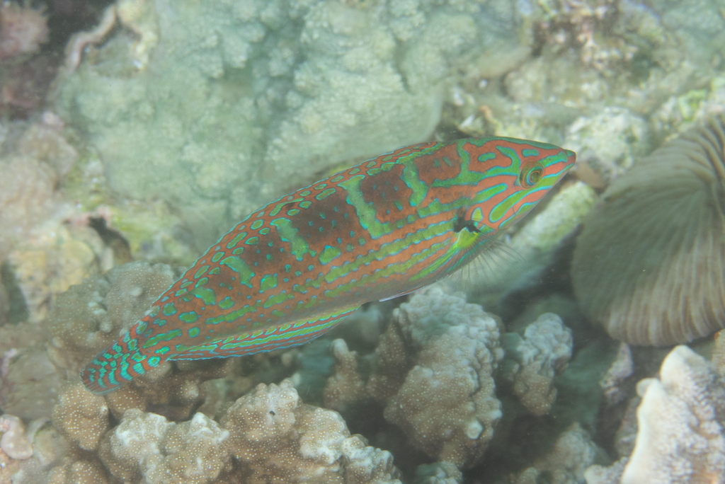 Saowisata Wrasse