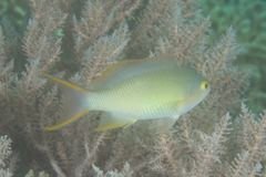 Pseudanthias huchtii