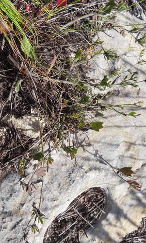 Image of Centella Brachycarpa (Centella brachycarpa) by (c) linkie, some rights reserved (CC BY)
