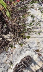 Centella brachycarpa