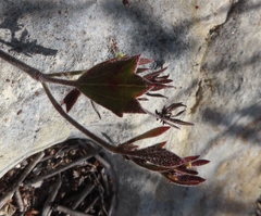 Centella brachycarpa