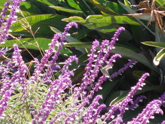 Calypte anna