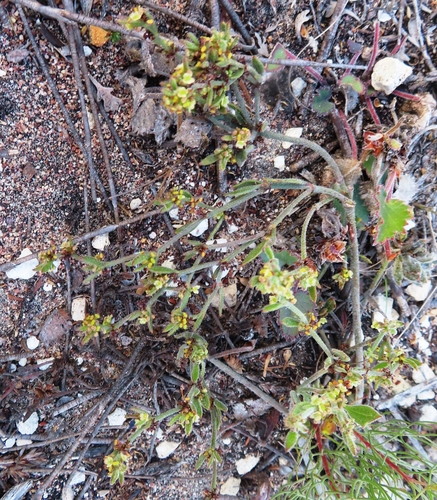Image of Centella Brachycarpa (Centella brachycarpa) by (c) linkie, some rights reserved (CC BY)