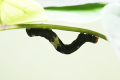 Plusiodonta coelonota