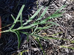 Pelargonium dipetalum