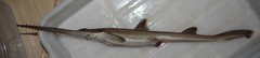 Japanese Sawshark photo 5