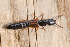 Nudobius lentus