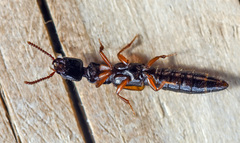Nudobius lentus