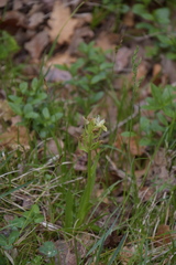 Dactylorhiza sambucina