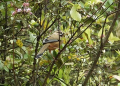 Ianthocincla cineracea