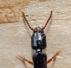 Nudobius lentus