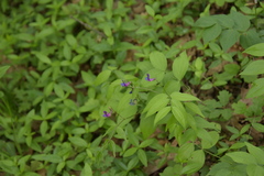 Lathyrus vernus