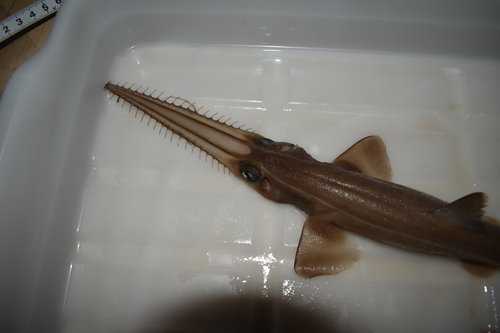 Japanese sawshark (Pristiophorus japonicus) — Pristiophoridae — 5