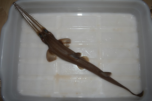 Japanese sawshark (Pristiophorus japonicus) — Pristiophoridae — 2