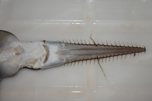 Japanese sawshark (Pristiophorus japonicus) — Pristiophoridae — 3