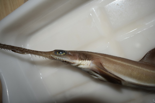 Japanese sawshark (Pristiophorus japonicus) — Pristiophoridae — 4