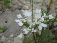 Orlaya daucoides