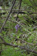 Anacamptis morio
