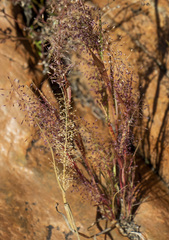 Eragrostis annulata
