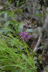 Dactylorhiza sambucina