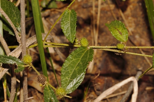 Triumfetta angolensis image