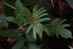 Thaumatophyllum xanadu