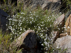 Jamesbrittenia integerrima