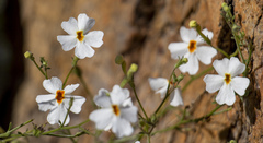 Jamesbrittenia integerrima