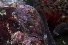 Crepidula porcellana