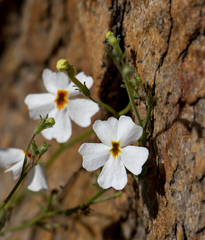 Jamesbrittenia integerrima