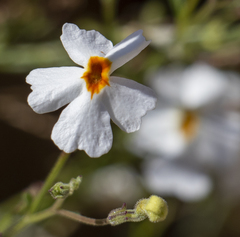 Jamesbrittenia integerrima