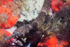 Syngnathus temminckii