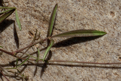Listia heterophylla