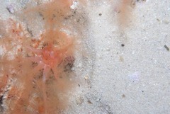Thyone aurea