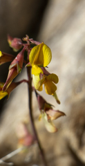 Listia heterophylla