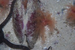Leptophytum acervatum