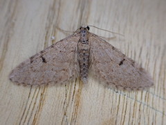 Eupithecia indigata
