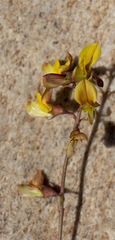 Listia heterophylla