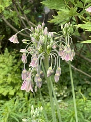 Allium siculum