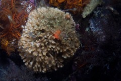 Gigantopora polymorpha