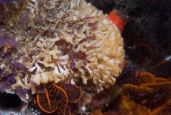 Acrosorium acrospermum