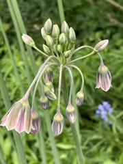 Allium siculum