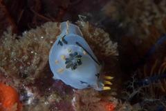 Polycera sp-a