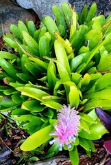 Aechmea gamosepala