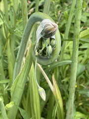 Allium siculum