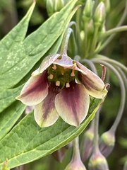 Allium siculum
