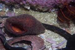 Alcyonidium nodosum